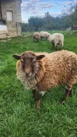 Světle hnědá čistokrevná ouessant jehnička,