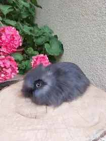 Zakrslý králík - hnědý kuní sameček TEDDY gen