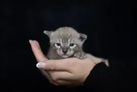 Bengálský charcoal mink kocourek s PP