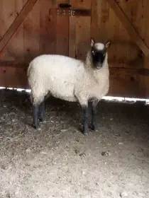 Prodám jehničku ovce plemene clun forest