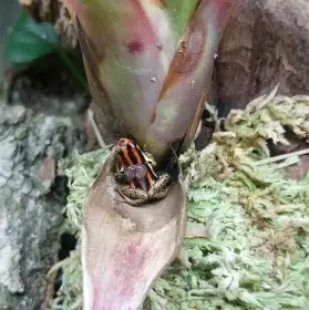 Ranitomeya uakarii