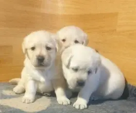 Labrador retriever fenka a pejsek