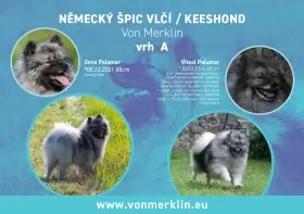 Německý špic vlčí štěňata