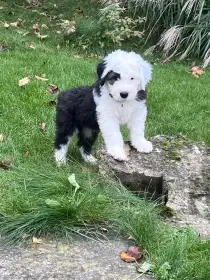 Poslední pejsek Amonek Bobtail s PP