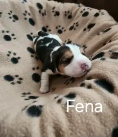 Štěňata bigla