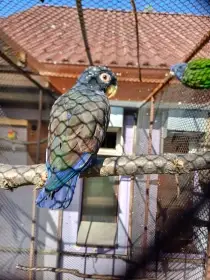 Amazonek