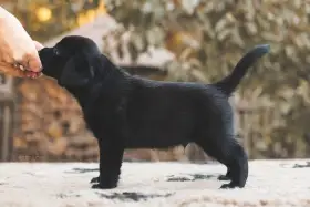 Štěňátko labradora s PP