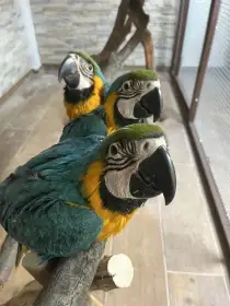 Ara ararauna
