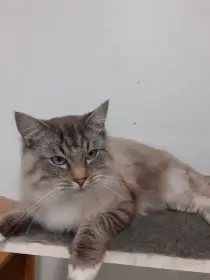 Kocourek plemene Ragdoll ke krytí