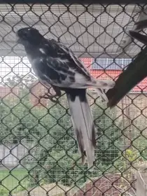 Prodám černomodrou straku