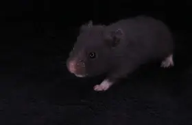 Křeček syrský s PP - samičky z vrhu G