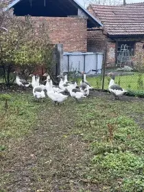 Vykrmené husy