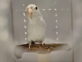 Papoušíček šedokřídlý - samice