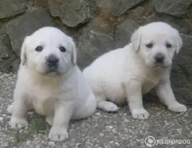 Labrador fenka a pejsek ihned k odběru