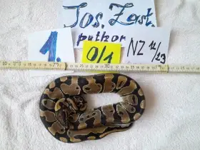 Prodám Krajty královské