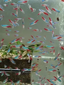 Neonky, kardinálky, gupky, pancéřníčci, ancistrusi, šneci