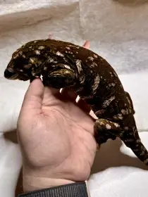 Prodám 1.2 Pagekon obří (Mt. Koghis)