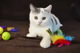 Britský kocourek  PP