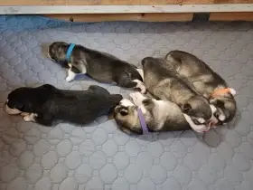 Štěňátka s PP - Aljašský malamut