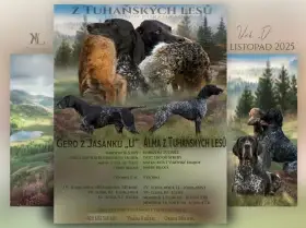 Rezervace štěňátek