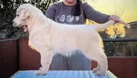 Zlatý retrívr – krásná štěňata