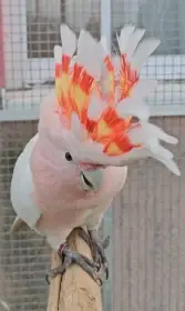 Kakadu inka samička