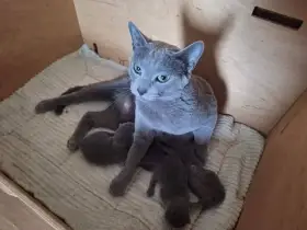 Ruský modrý kocourek s PP