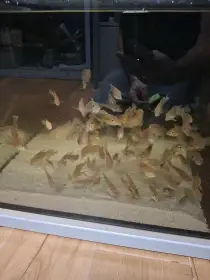 Geophagus tapajos red head