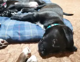 Štěňata k rezervaci - Rhodéský ridgeback  Border kolie