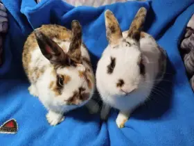 Nabízím zakrslé králíčky- hladké stáří 7 měsíců