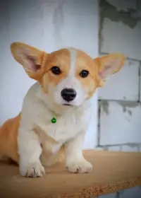 Welsh Corgi Pembroke – Krásná štěňata