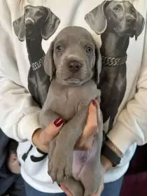 Výmarský ohař s PP (FCI) rezervace