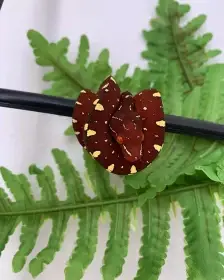 Morelia Viridis Jayapura nz. 6/23