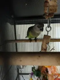 Papoušek senegalský