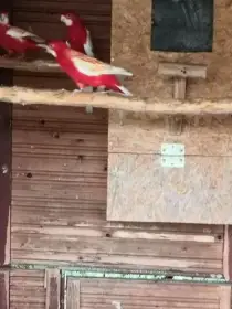 Rosela penant lutino