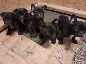 Francouzsky buldoček