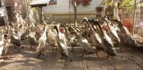 Indický běžec mix barev