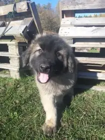 Nabízím štěně Šarplaninský pastevecký pes
