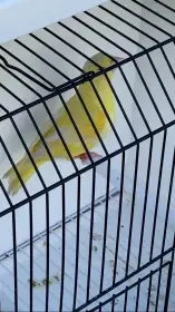 Zvonek zelený - mutace