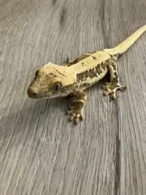 Pagekon řasnatý mláďata