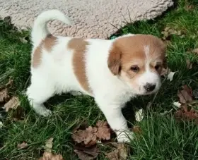 Kanaánský pes štěně s PP - Canaan Dog