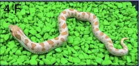 Heterodon nosatý Toffee Anaconda samice