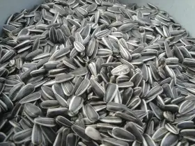 Slunečnice, lesknice, kukuřice , proso, len a další