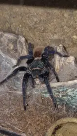 Rušení chovu  Theraposa, Poecilotheria, atd...