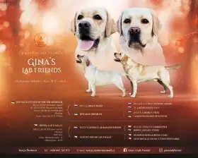 Štěňátka labradora s PP – odběr přelom roku -