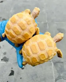 Albino Sulcata for sale