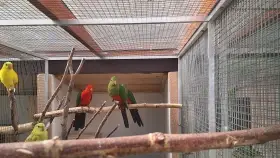 Papoušek královský