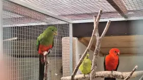 Papoušek královský