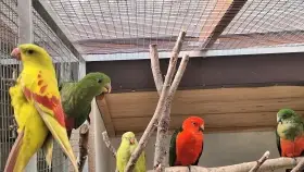 Papoušek královský