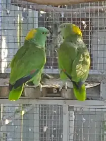 Amazoňan žlutokrky